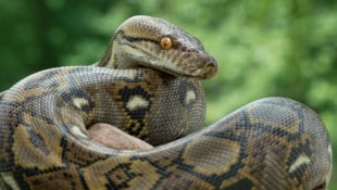 In China züchtete ein Mann illegal Hunderte Pythons.