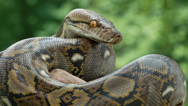 The reticulated python is one of the largest snakes in the world. (Bild: Mark Kostich - stock.adobe.com)