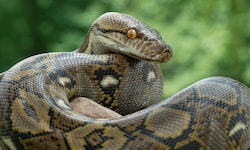 Der Netzpython zählt zu den größten Schlangen auf der Welt.