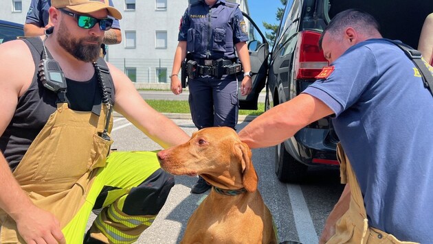 Concerned passers-by raised the alarm and emergency services freed the four-legged friend from the car. (Bild: Thomas Lenger/Monatsrevue)