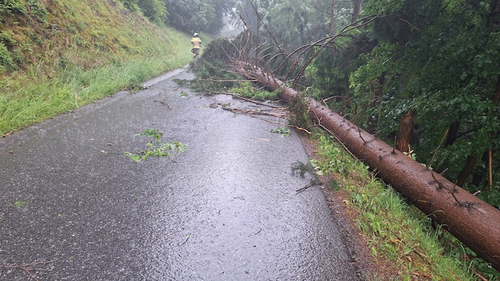 Bäume blockierten Straßen