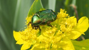 Eine schillernde Gestalt: Der Rosenkäfer wird rund zwei Zentimeter groß und ist ein echter ...