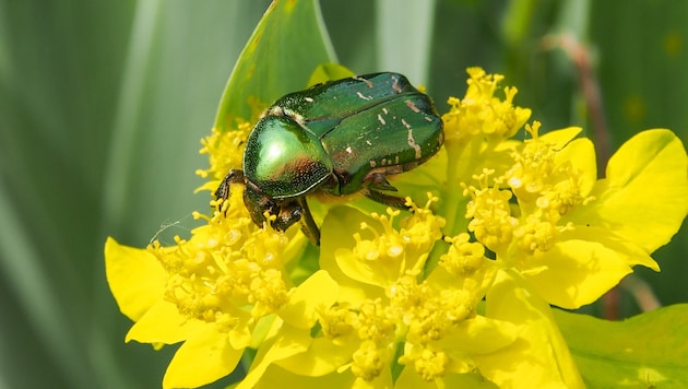 A dazzling creature: The rose chafer grows to around two centimetres in size and is a real eye-catcher. (Bild: Dostal Harald)