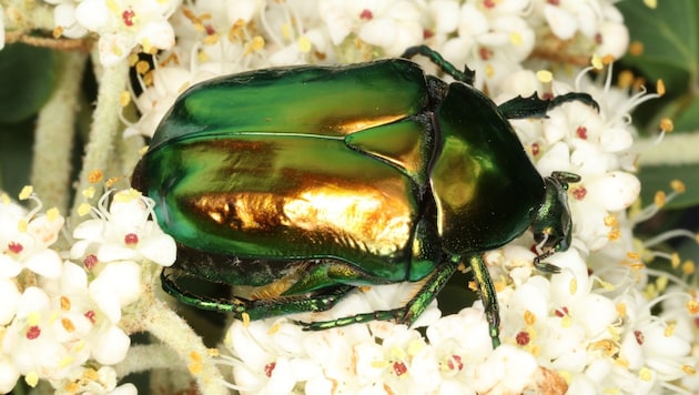 In the sunlight, the rose chafer shimmers a metallic golden green. (Bild: WWF)