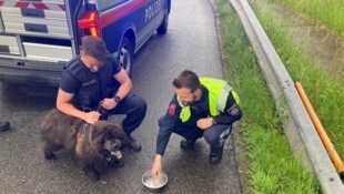Polizeibeamte konnten den Hund retten – und versorgten ihn auch.