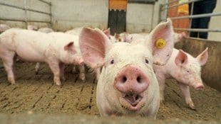 Vollspalten oder Stroh: Wenn dieses Schwein wählen könnte, wo würde es sich wohler fühlen?  (Bild: Sepp Pail)