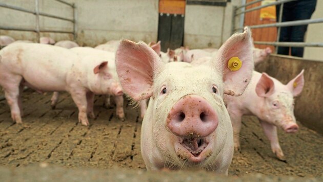 Bir domuz çiftliğindeki suiistimallerin ardından Yeşiller bugün Steiermark Parlamentosunda konuyla ilgili bir soru önergesi verdi. (Bild: Sepp Pail)