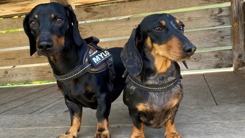 Das Dackel-Duo Luna und Mylo. (Bild: Tierschutzheim Vorarlberg)