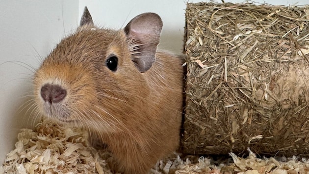 The three Degu girls would like to move in together. (Bild: Tierschutzheim Vorarlberg)