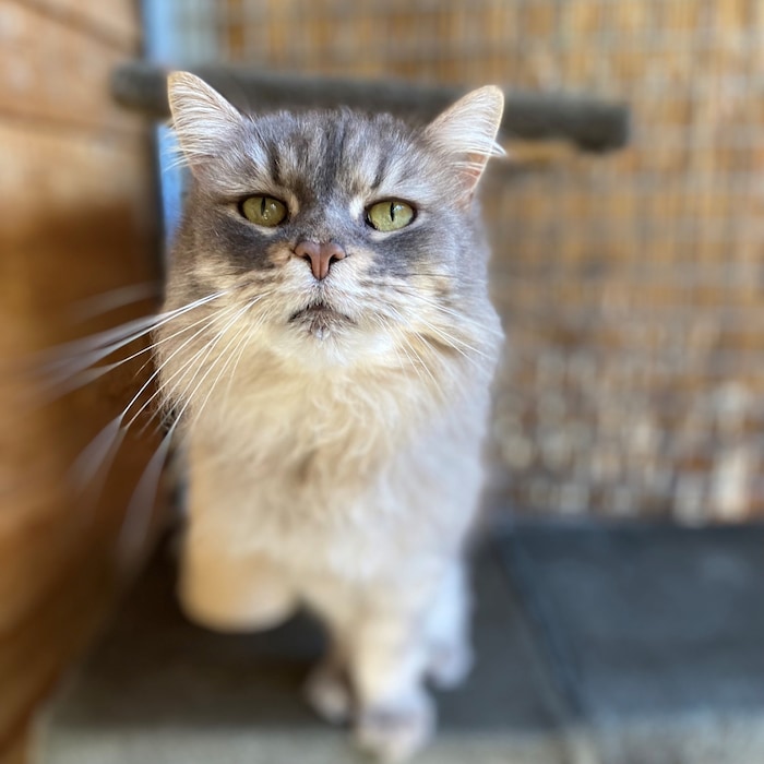 Katzendame Sternchen