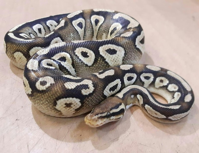Die Würgeschlange befindet sich nun bei der Auffangstation der zoologischen Gesellschaft „Blauer Kreis“ im Haus des Meeres.