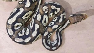 Statt Schwammerln fand der Mann mit seiner Familie im Wienerwald einen Königspython. Das Tier ...