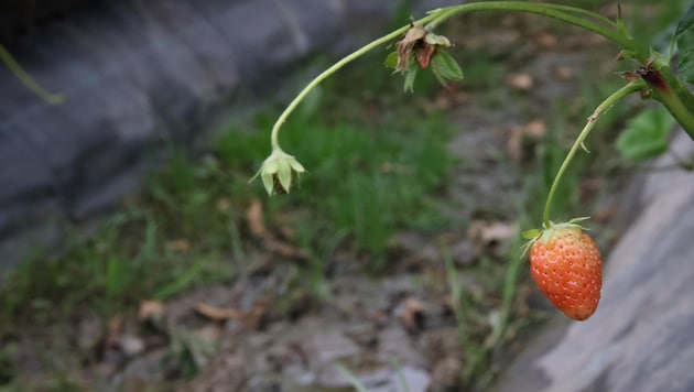 Auf den Erdbeerfeldern können nur noch wenige Früchte vernascht werden. (Bild: Tröster Andreas)