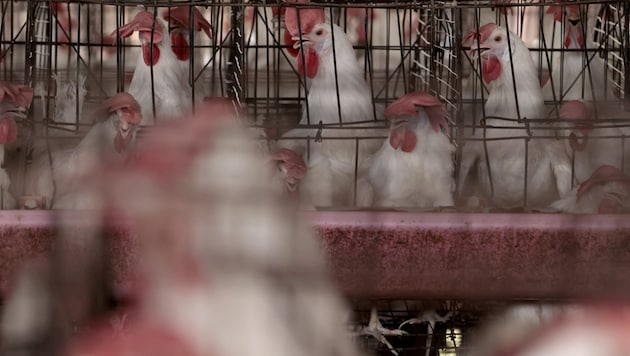 Bird flu is often transmitted by chickens that have been infected by wild animals. Human-to-human transmission is extremely rare. (Bild: AFP)