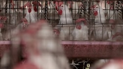 Vogelgrippe wird oft von Hühnern übertragen, die sich bei Wildtieren angesteckt haben. Eine Übertragung von Mensch zu Mensch ist höchst selten. (Bild: AFP)
