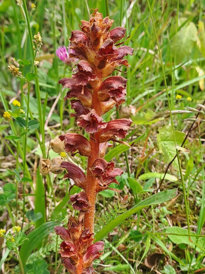 Lesser summer orchid