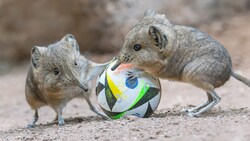 Laut Prohaska die perfekten Stürmer: die Kurzohrrüsselspringer. (Bild: APA/DANIEL ZUPANC)