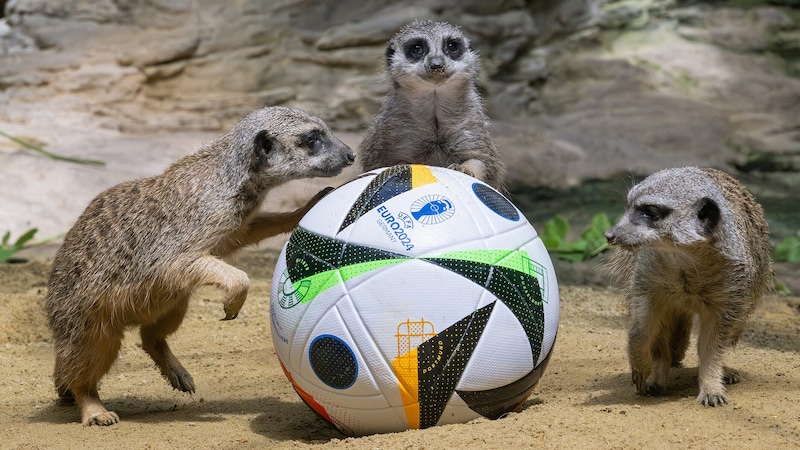 The meerkats control the game in midfield. (Bild: APA/DANIEL ZUPANC)
