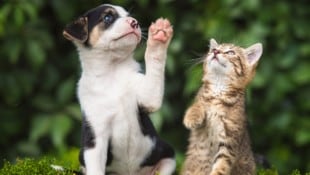 Seit Ende 2021 heißt es wegen Blockaden der ÖVP weiter Warten auf Verbesserungen im Tierschutz. 