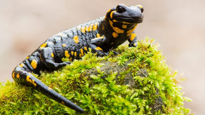 Feuersalamander