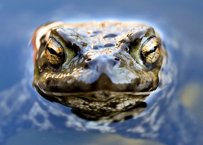 Kröte