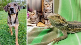 Wer schenkt diesen Tieren ein artgerechtes Zuhause?