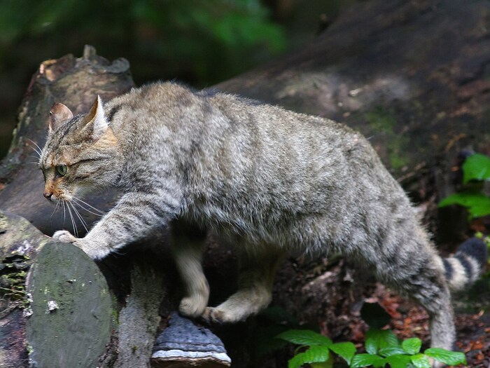 Auf die Spuren der Wildkatze begibt sich eine Exkursion vom Naturschutzbund OÖ im Kleinen Kößlbachtal. Treffpunkt: Parkplatz bei der Jausenstation 4 Viertl Stub’n, Hundorf Nr. 7, Waldkirchen am Wesen. Datum: Samstag, 15. 6., 9 Uhr Anmeldung: oberoesterreich@naturschutzbund.at,  Tel.: 0 676/36 742 13.