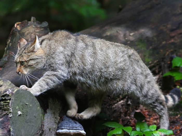 An excursion organized by the Upper Austrian Nature Conservation Association in the Kleine Kößlbachtal valley follows in the footsteps of the wildcat. Meeting point: Parking lot at the snack station 4 Viertl Stub'n, Hundorf No. 7, Waldkirchen am Wesen.Date: Saturday, June 15, 9 a.m. Registration: oberoesterreich@naturschutzbund.at, Tel.: 0 676/36 742 13. An excursion organized by the Upper Austrian Nature Conservation Association in the Kleine Kößlbachtal valley follows in the footsteps of the wildcat. Meeting point: Parking lot at the snack station 4 Viertl Stub'n, Hundorf No. 7, Waldkirchen am Wesen.Date: Saturday, June 15, 9 a.m. Registration: oberoesterreich@naturschutzbund.at, Tel.: 0 676/36 742 13.