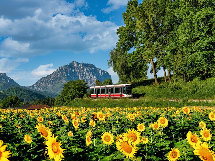 Mit dem Austria Guide durch Gmunden schlendern und spannendes Insiderwissen erfahren: Das ist bei einem Erlebnistag möglich. Inkl. Tageskarte für die Traunseetram, Führung im K-Hof Museum u. v. m. Kosten: 66 Euro pro Person Datum: Freitag, 14. 6., 9 bis 16.30 Uhr Infolink: www.traunsee-almtal.at