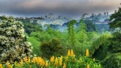 Sanfte Hügel mit nährstoffreichen Böden auf 1000 bis 2000 Höhenmetern: Die Kaffeezone, 250 Kilometer westlich von Bogotá, umfasst die drei Departamentos Caldas, Quindio und Risaralda. (Bild: stock.adobe.com/(c)2016 Danaan Andrew-Pacleb. All Rights Reserved.)