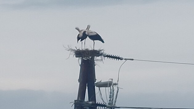 Die Salzburg AG kümmert sich um das neu entdeckte Vogelpärchen im Flachgau. (Bild: Salzburg AG)