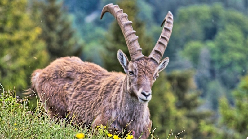 Mit etwas Glück kommt es bei dieser Wanderung zu einer Begegnung mit Steinböcken – unvergesslich! (Bild: Weges)