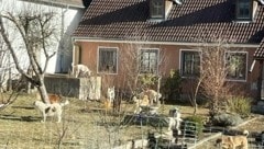 Die vielen Hunde verschmutzten mit ihrem Kot sogar das Trinkwasser des Hausbrunnens. (Archivfoto) (Bild: ZVG)