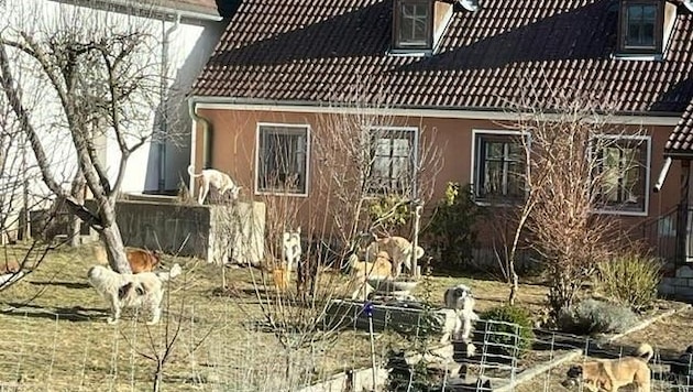 Die vielen Hunde verschmutzten mit ihrem Kot sogar das Trinkwasser des Hausbrunnens. (Archivfoto) (Bild: ZVG)