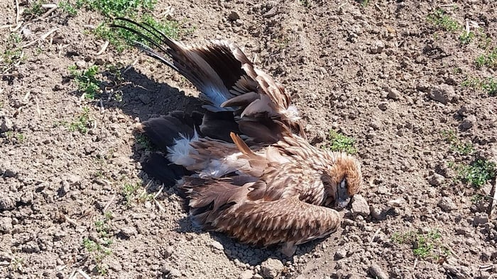 Der Kaiseradler wurde auf einem Feld aufgefunden.