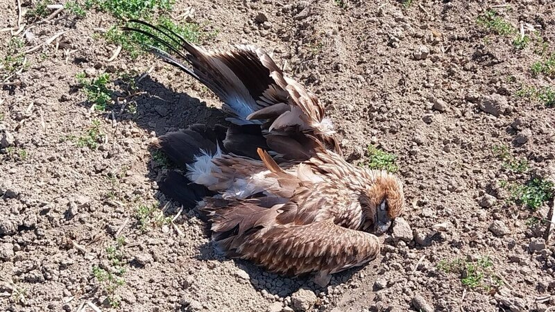 Der Kaiseradler wurde auf einem Feld aufgefunden. (Bild: BirdLife Österreich)