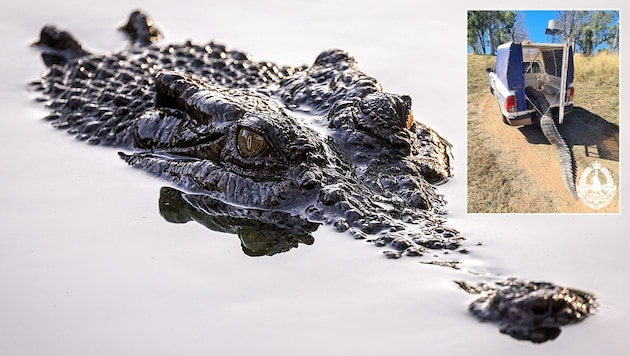 Das Salzwasserkrokodil wurde erlegt und landete im Kochtopf (kleines Bild). (Bild: AFP/AFP, NT Police)