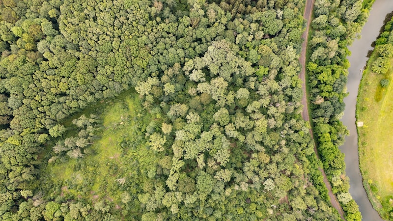 In diesem Waldstück wurde die Leiche des Kindes gefunden. (Bild: APA Pool/APA/dpa/Robert Michael)