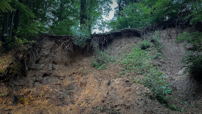 Die Unglücksstelle im Wald