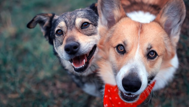 Finally fixed: The package provides for improvements in the pet sector. (Bild: nataba - stock.adobe.com)