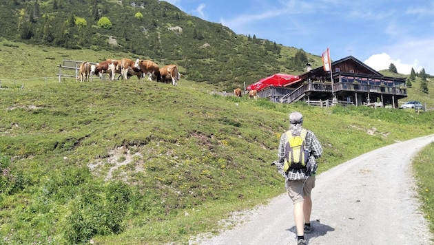 Im freien Gelände am Gaisberg steht die urige Bärstättalm. (Bild: Peter Freiberger)