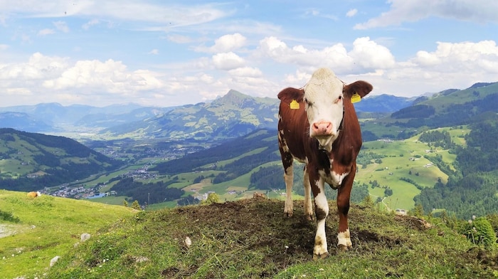 Unser Kuhmodel hat sich vor dem Kitzbüheler Horn in Pose geworfen.