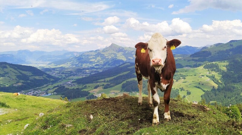 Unser Kuhmodel hat sich vor dem Kitzbüheler Horn in Pose geworfen. (Bild: Peter Freiberger)