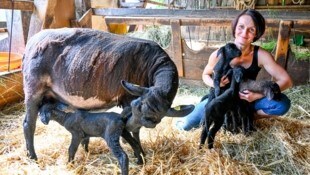 Denise Fischereder aus Eberstalzell hat nun mit den „Lamperln“ alle Hände voll zu tun. (Bild: Dostal Harald)