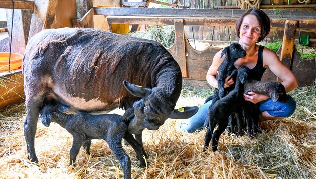 Denise Fischereder aus Eberstalzell hat nun mit den „Lamperln“ alle Hände voll zu tun. (Bild: Dostal Harald)