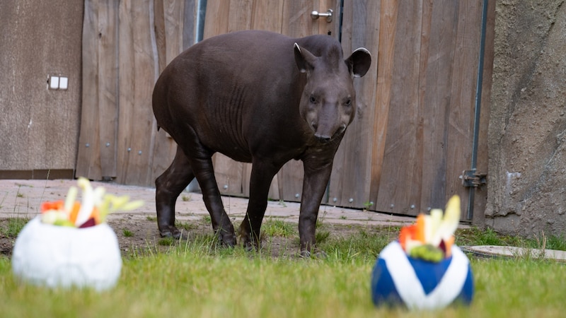 Tonight we'll know how reliable Theo's predictions are. (Bild: APA Pool/dpa/Benjamin Westhoff)