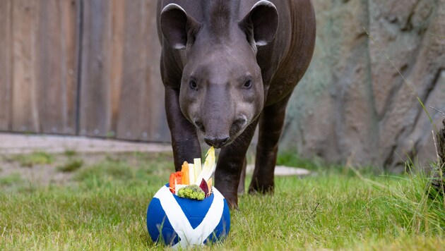 Tapir Theo tastes the vegetables in Scotland soccer. (Bild: APA Pool/dpa/Benjamin Westhoff)