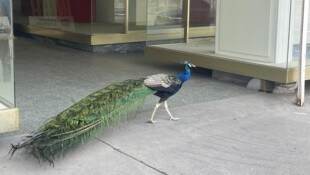 Auf der Flucht, die schon zehn Jahre andauert: Der schlaue „Burli“, oder auch „Pauli“ genannt, ...