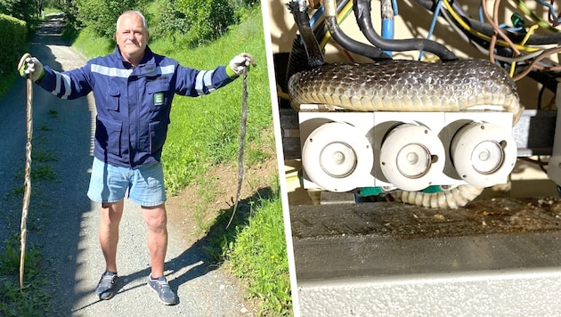 These snakes were found by Energie Steiermark employee Gerhard Oswald in a meter distributor on Saturday morning. (Bild: Krone KREATIV/Energie Steiermark)