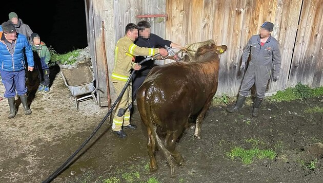 After a shower, the young cattle were able to return to their herd.